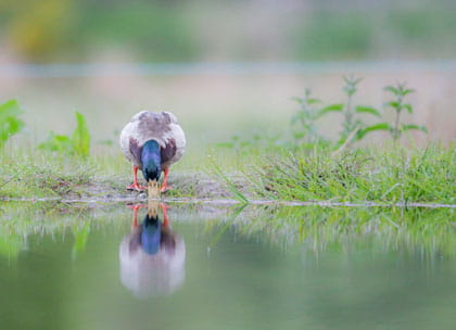 Duck looking at reflection